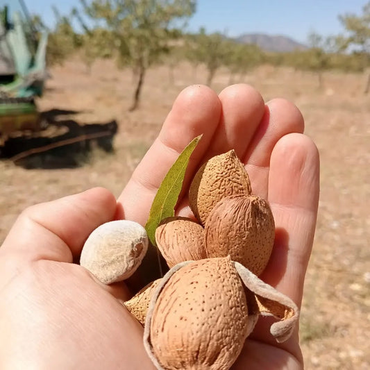 Almond harvest on the Territory